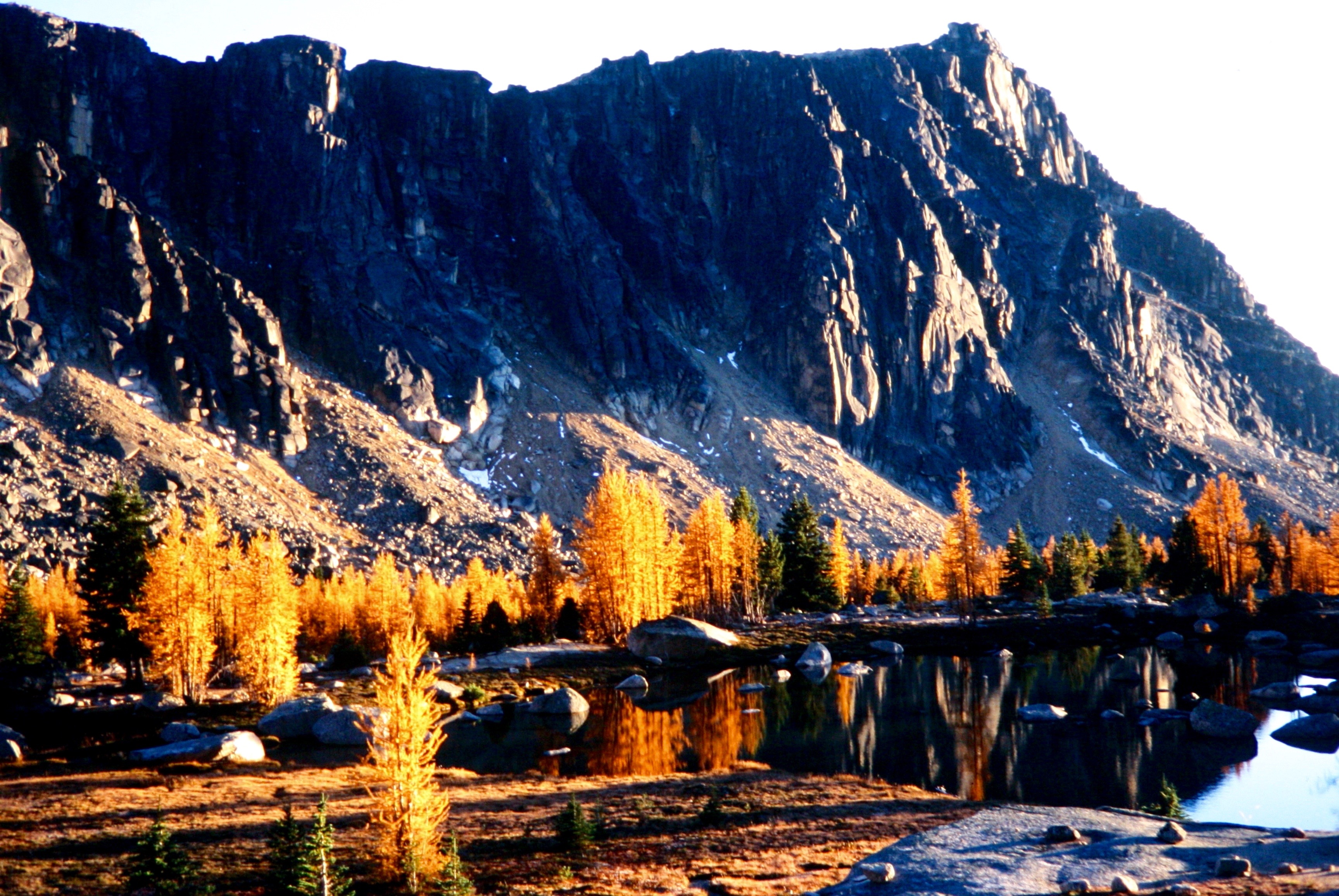 Golden Larches At Cathedral Lakes  in the Similkameen Mountains in the Pasayten Wilderness with shear rock cliffs in the background