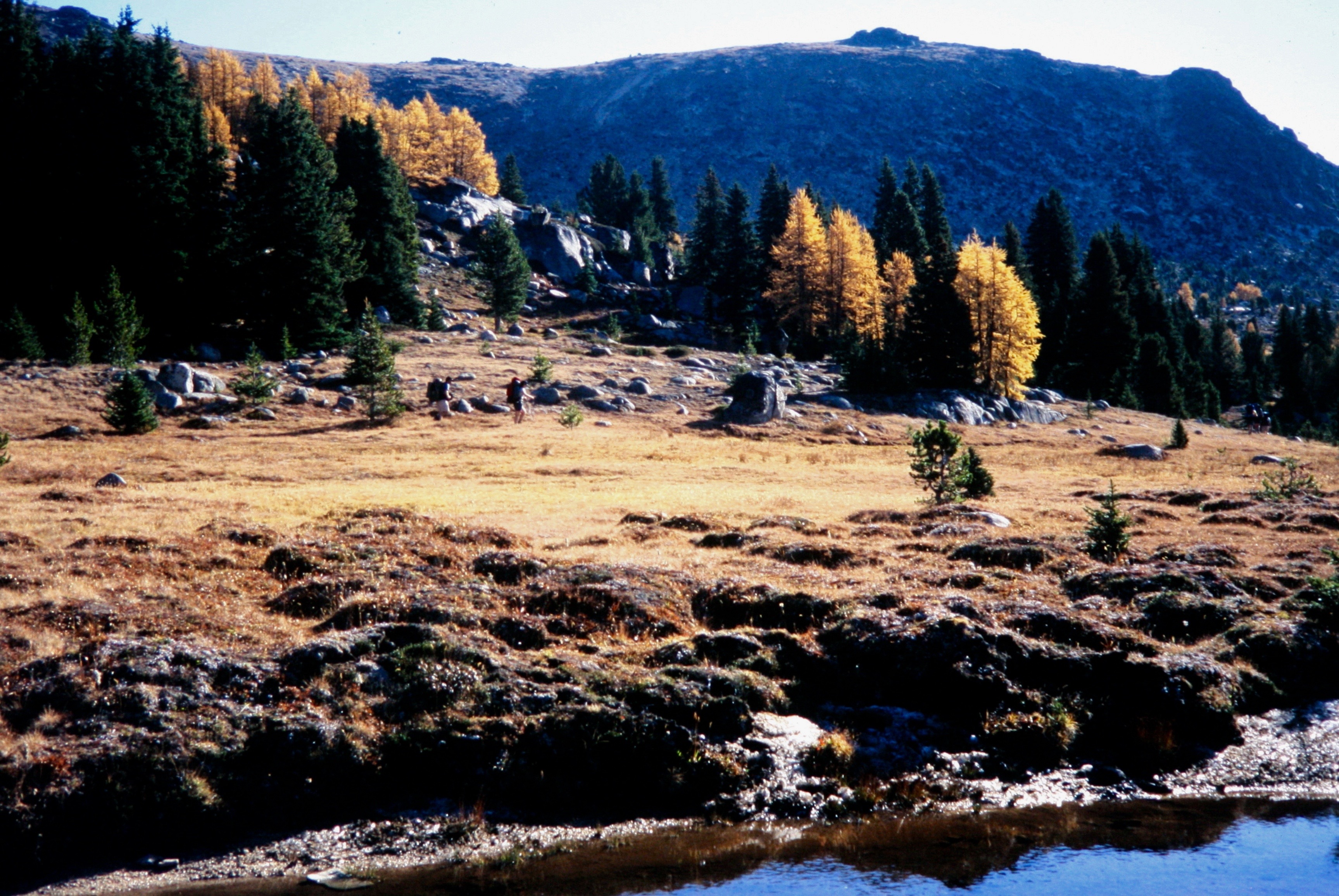 hikers crossing Catherdral Lakes meadows with golden larch trees and distant ridges of the Similkameen Mountains in the Pasayten Wilderness