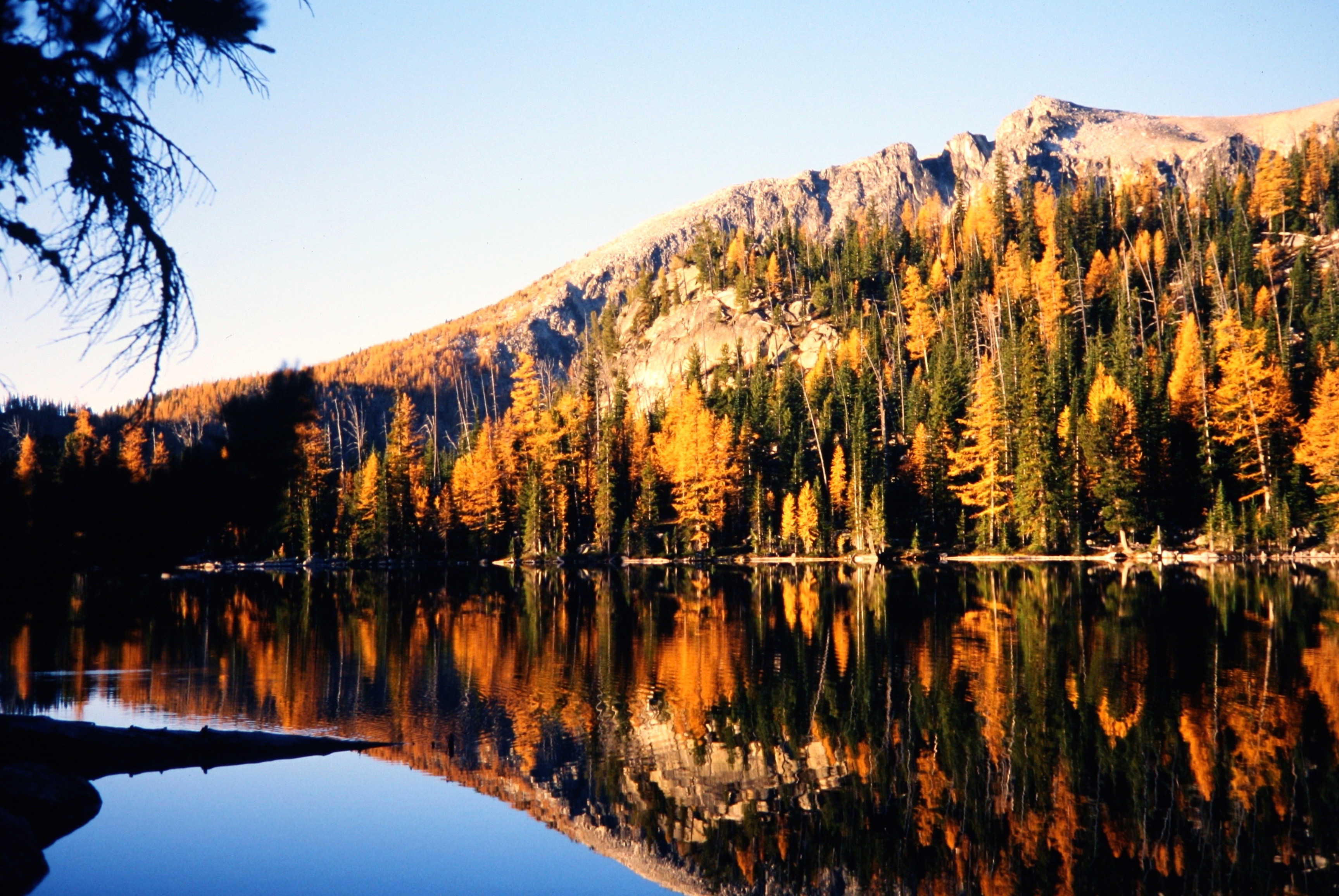golden larch trees on the distant shoreline of Four Point Lake in the Similkameen Mountains in the Pasayten Wilderness