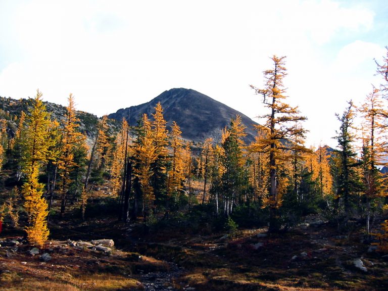 Osceola Peak stands above a forest of golden larch trees in the Pasayten Wilderness