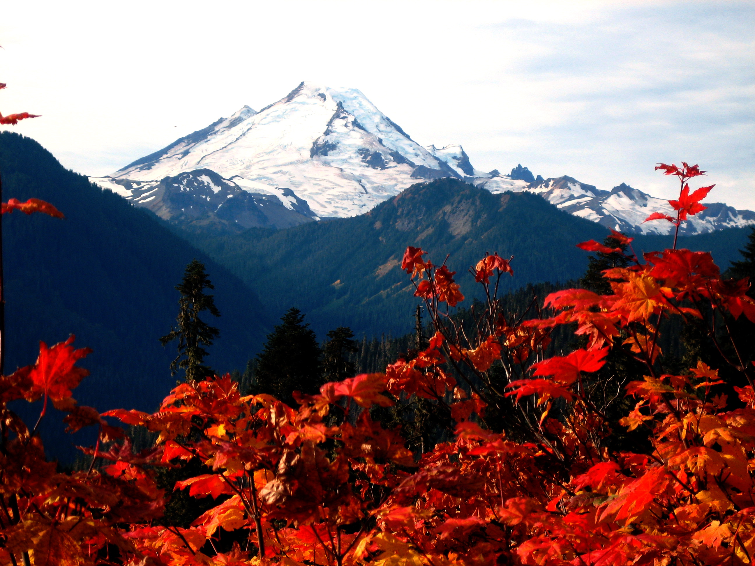 Mt Baker and fall maple leaves in the Nooksack Mountains