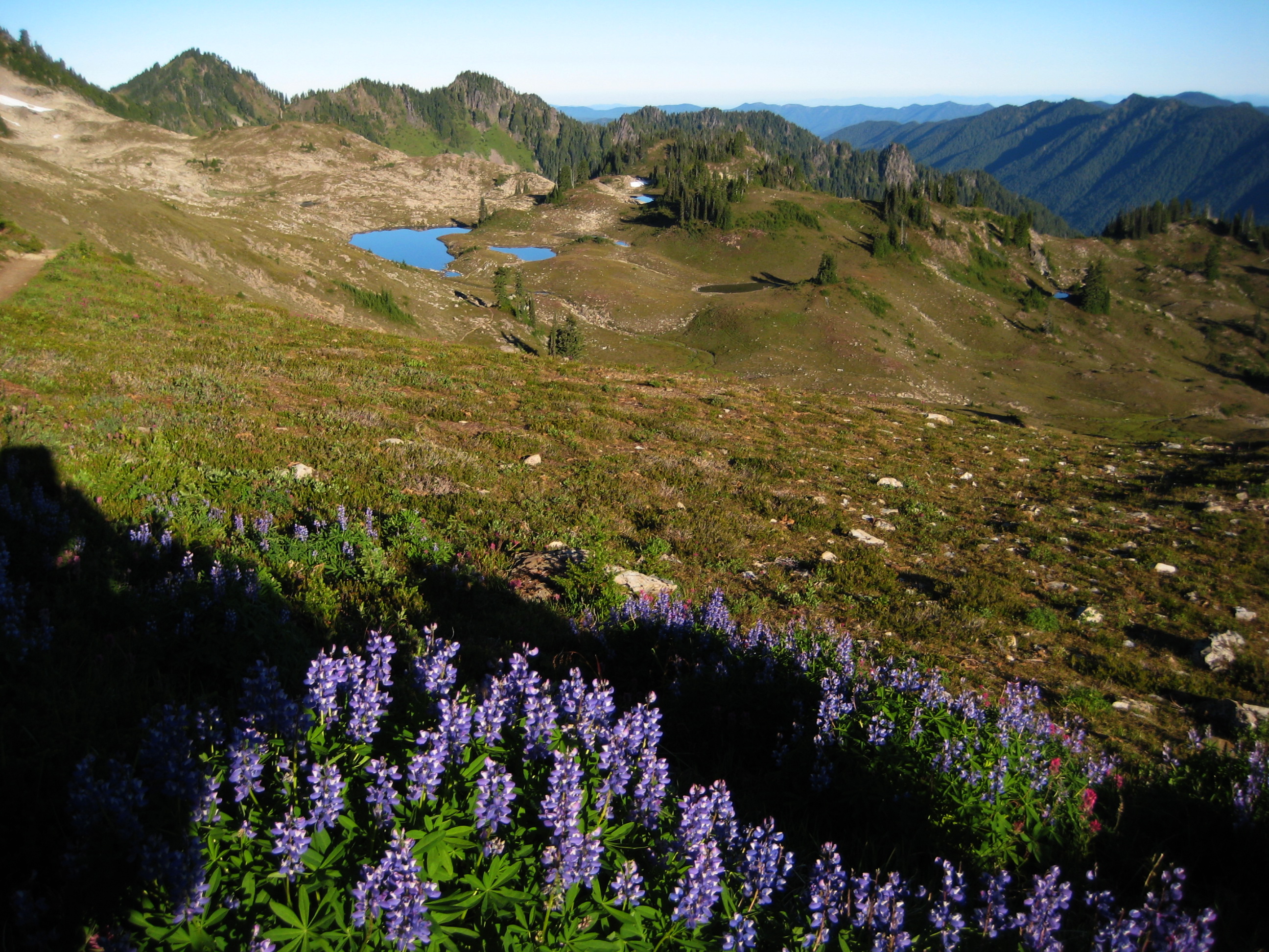 purple Lupine flowers Above Seven Lakes Basin in Olympic National Park with grassy and heather in fall colors