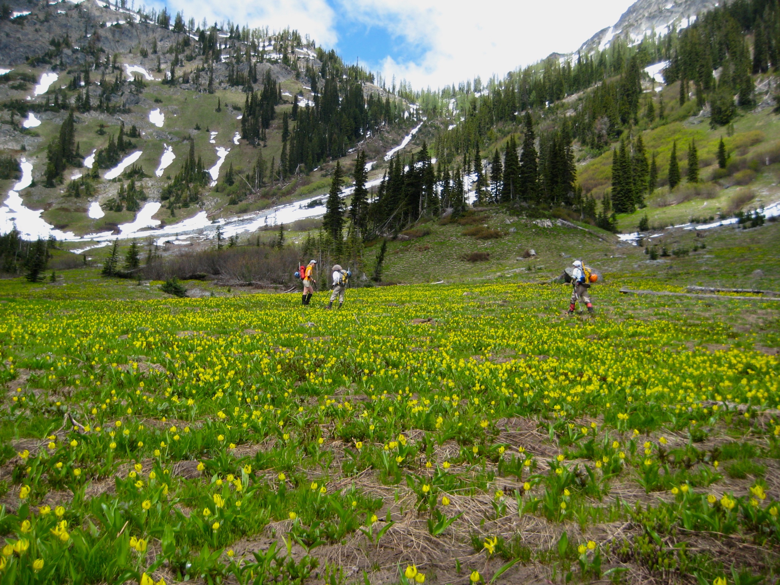 mountain climbers hiking across green Tenmile Basin with colorful yellow flowers and Hilgard Pass in the distance and linguring snow patches