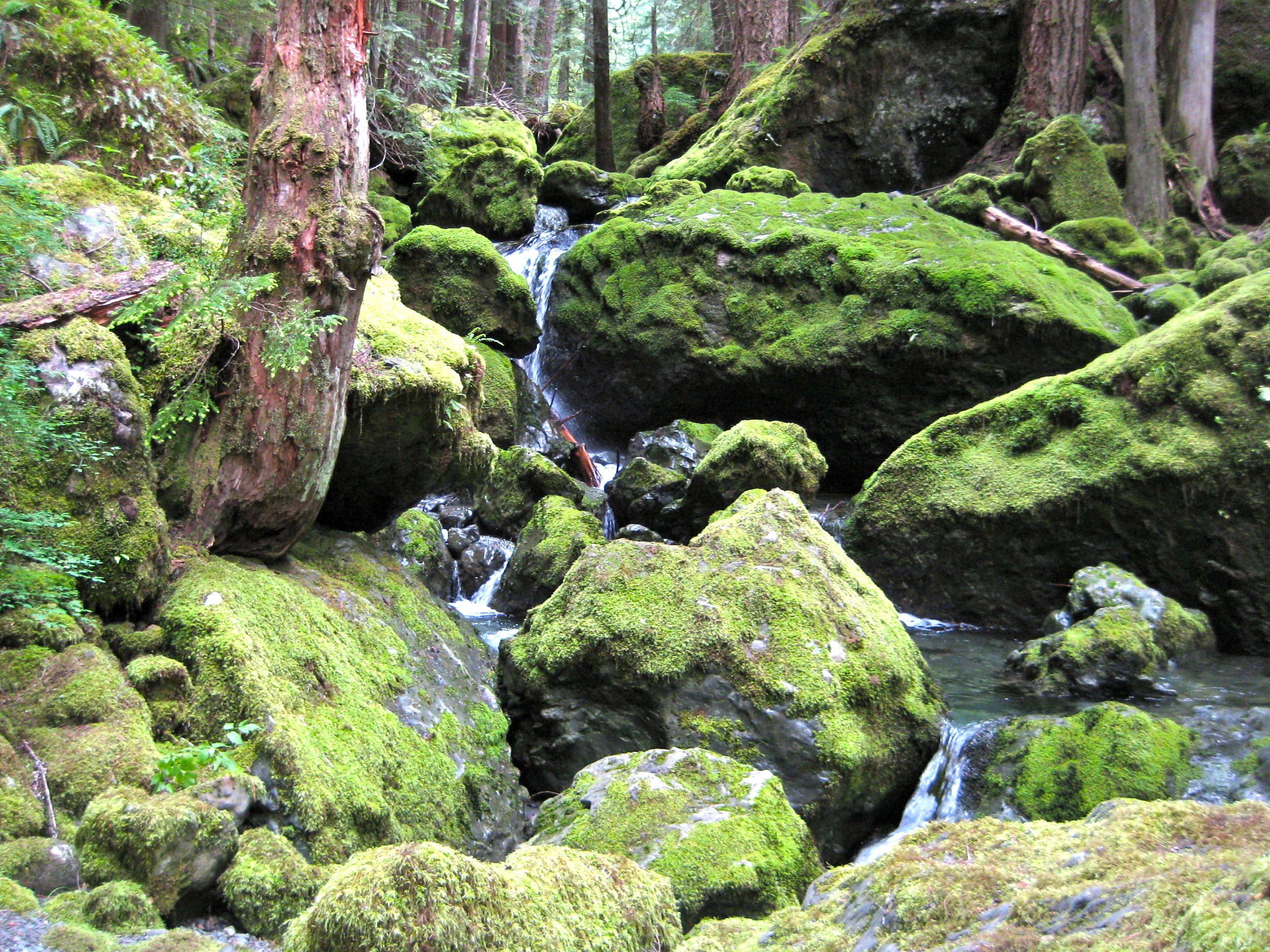 Lena Creek boulders covered by grassy moss