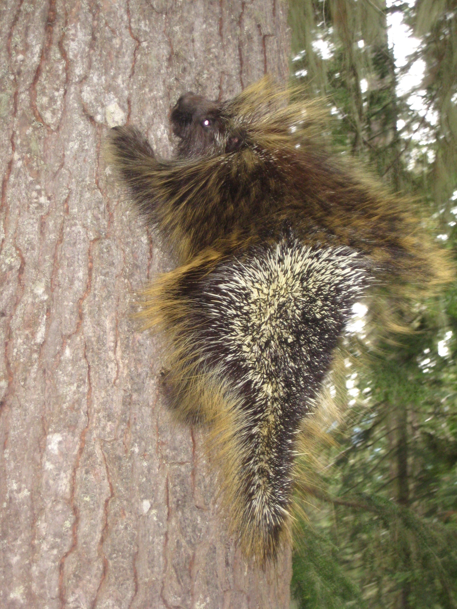 Porcupine hanging on tree trunk on the trail to Boulder Basin in the DaKobed Range
