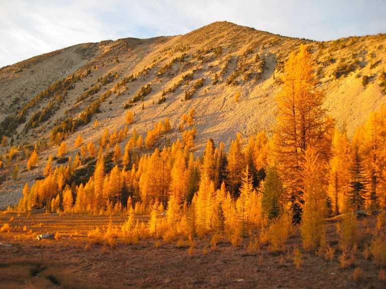 Courtney Peak summit in the distance with golden larch tree at sunset taken from Star Lake Meadows on the North Sawtooth Trail Traverse