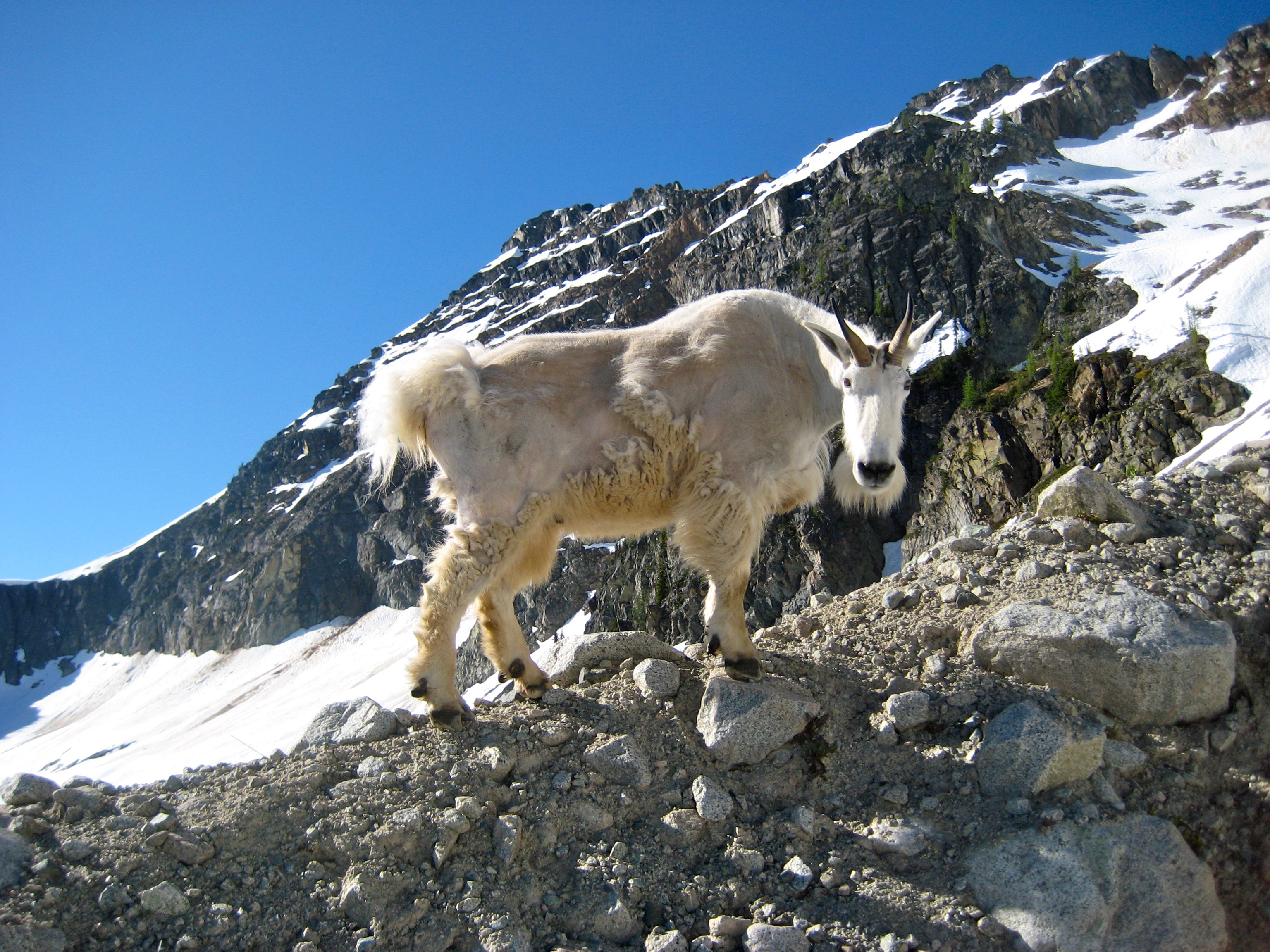 mountain goat on the Lewis Glacier Morraine on the shoulder of Corteo Peak