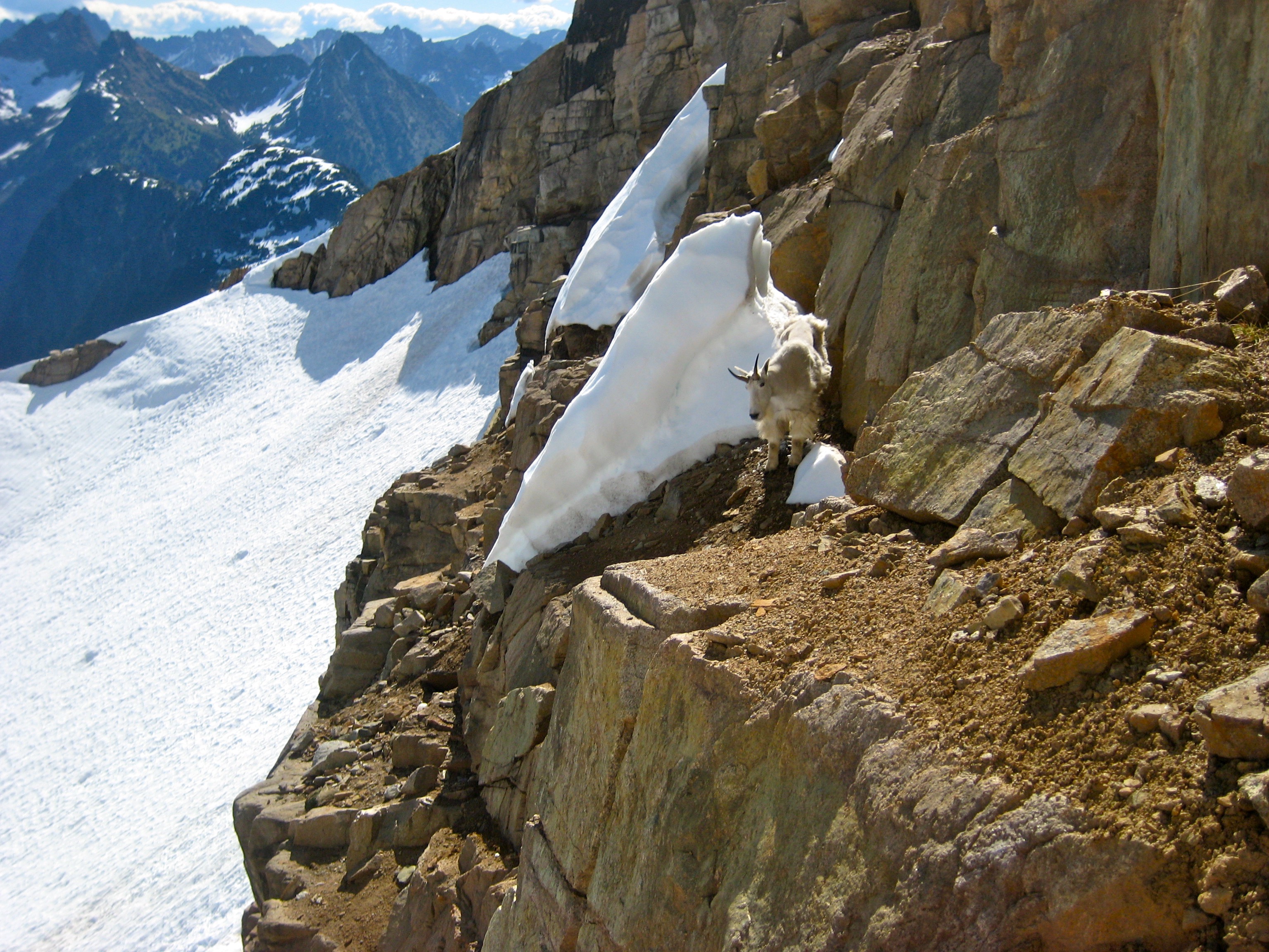 mountain goat on the rocky, sandy ledges with distant snow fields on the shoulder of Corteo Peak in the Ragged Ridge Mountains in North Cascades National Park