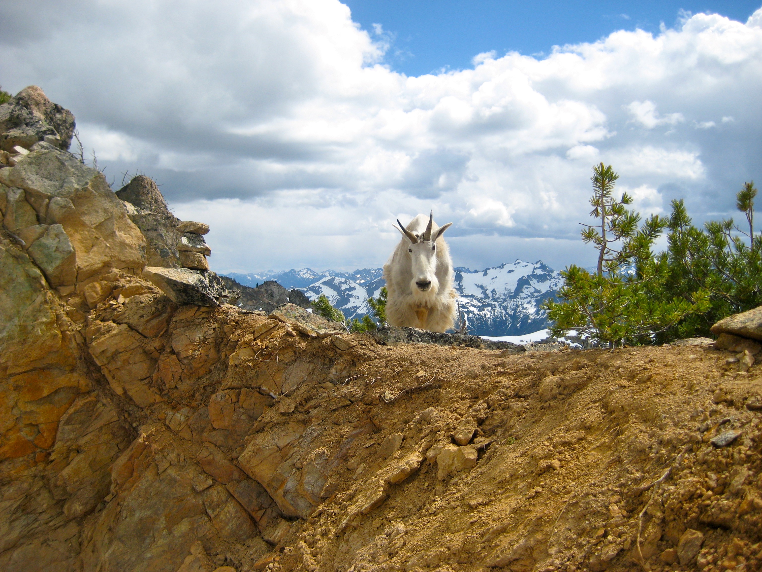 mountain goat of a rocky, dirt ridge in North Cascades National Park