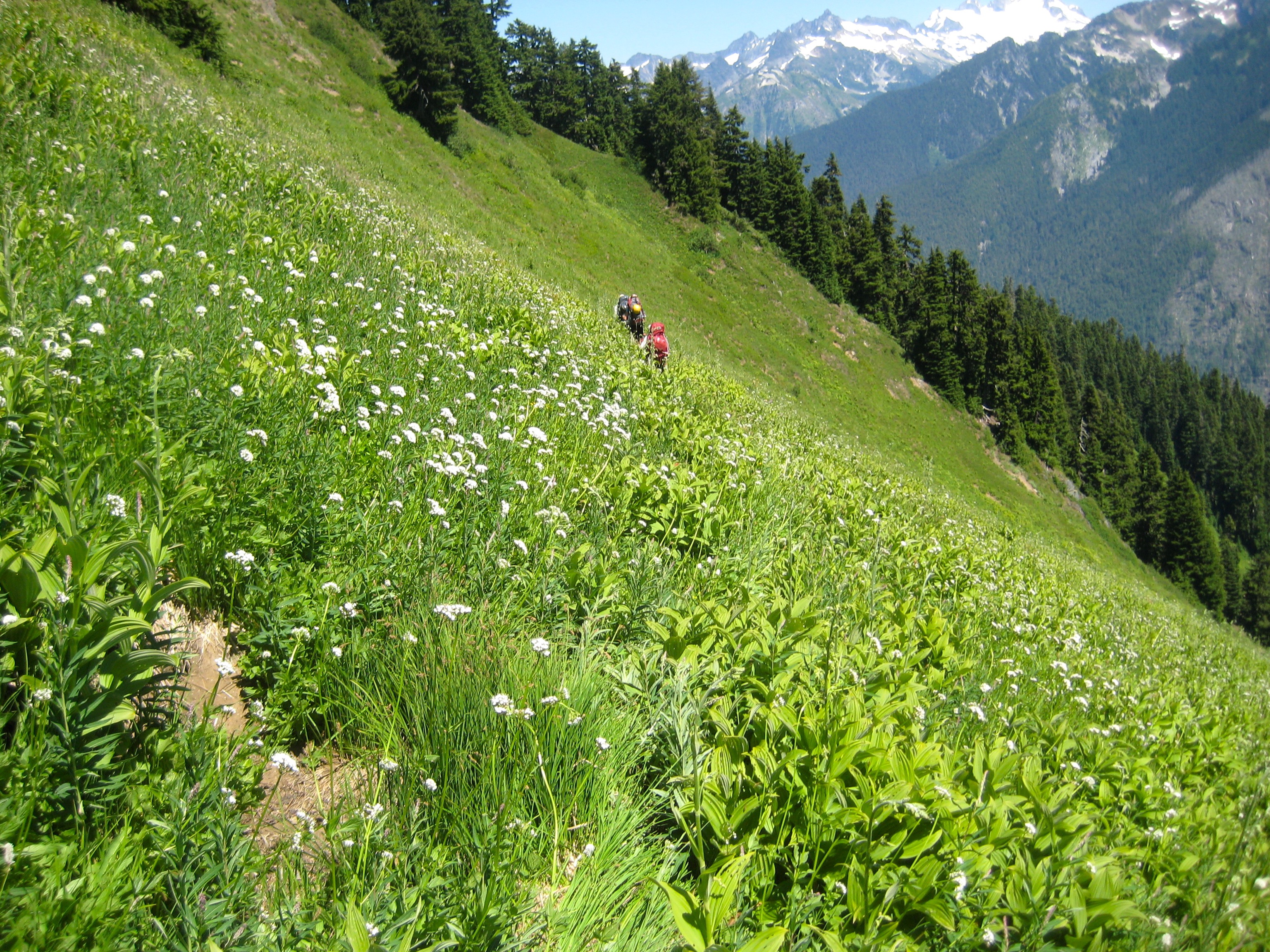 mountain climbers crossing steep, grassy slope in the Glacier Peak Wilderness