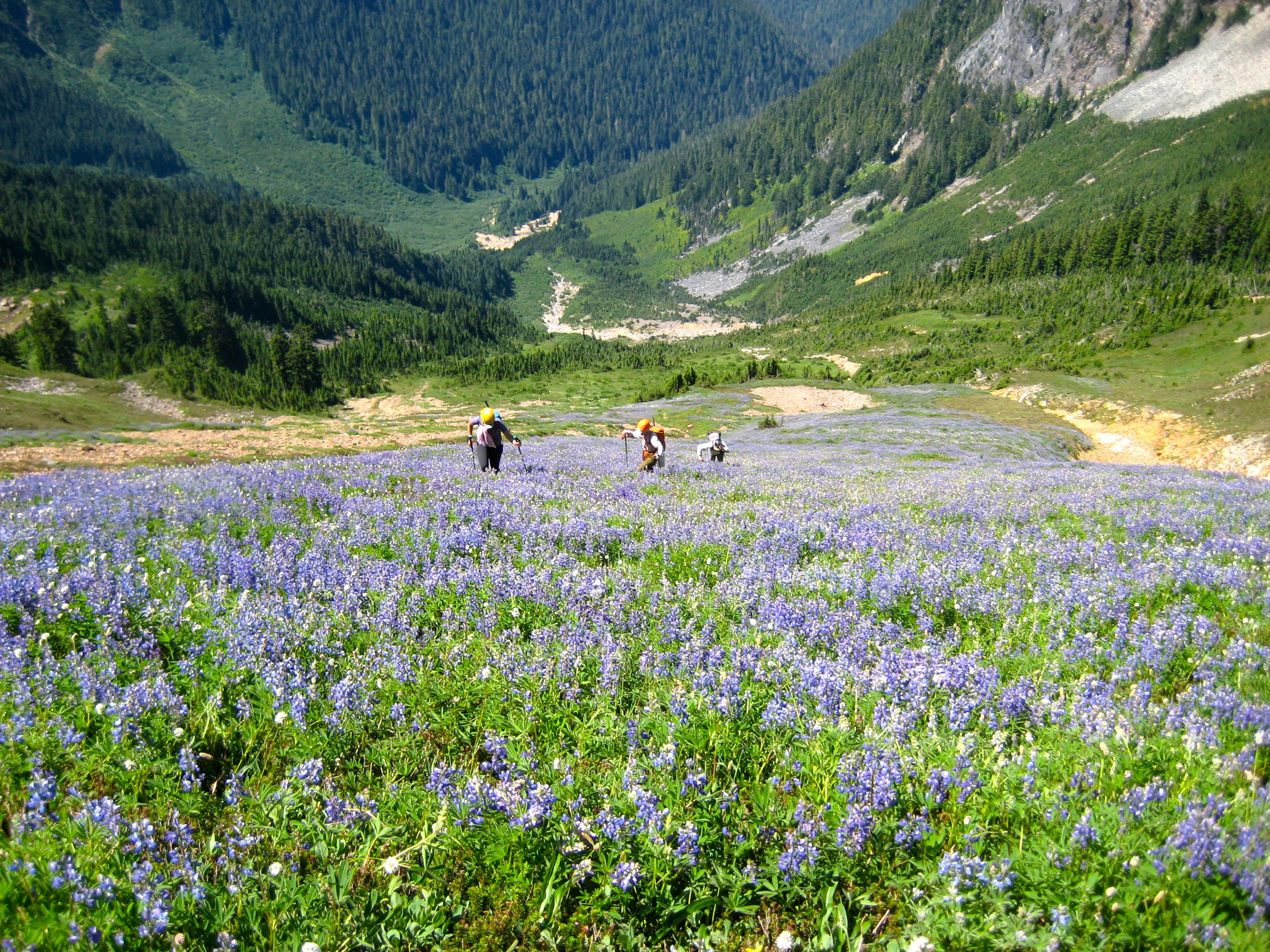 mountain climbers ascending the Lupine shoulder of Mt Misch in the Glacier Peak Wilderness