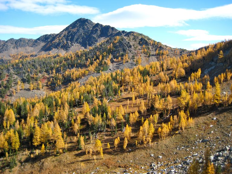 Big Lou Mountain and Ida Saddle in the background with golden larch trees and fall colors as seen from Painter Pass on the Icicle Ridge Traverse