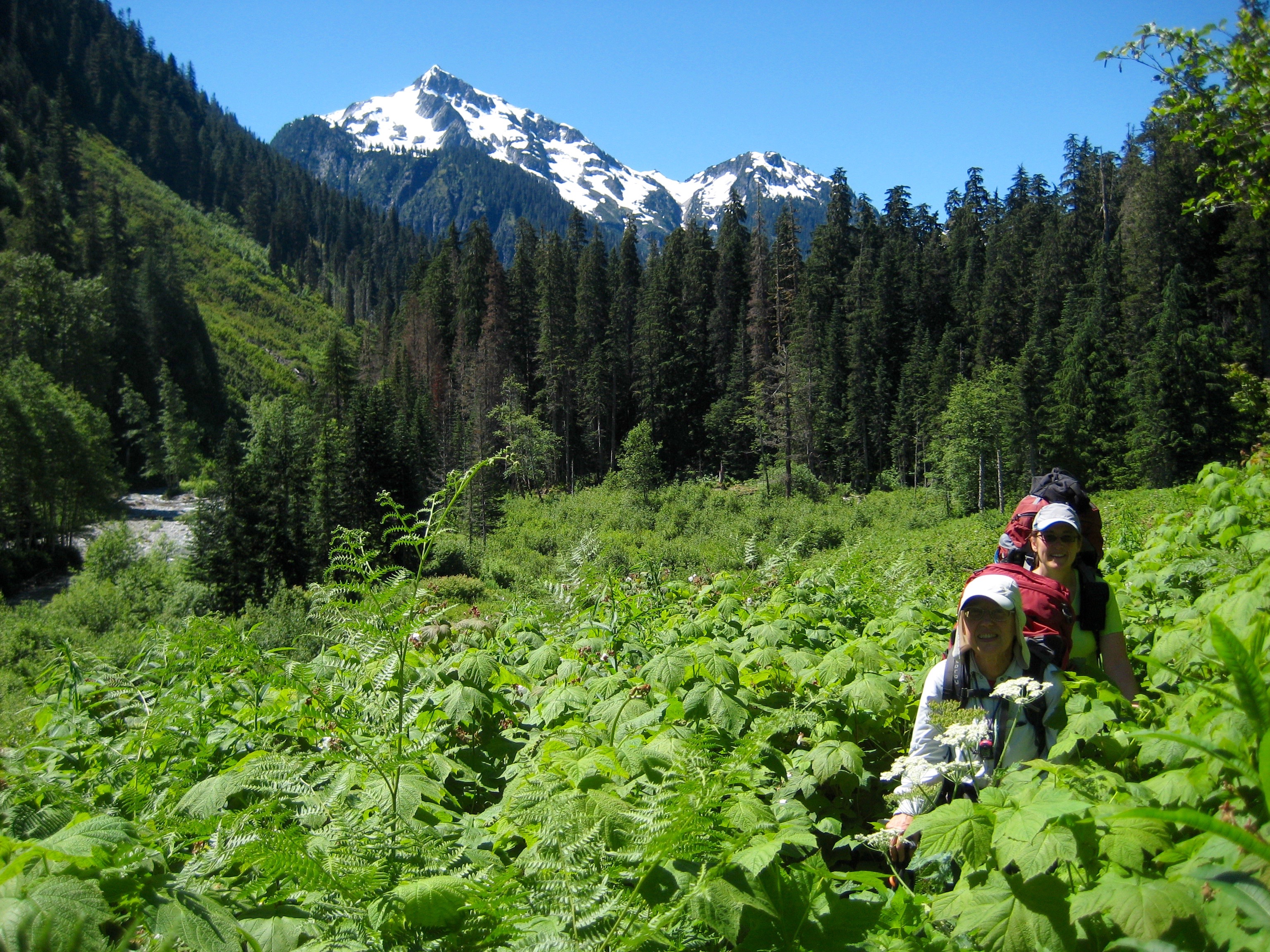 Mountain climbers in the thick green brush on Chilliwack Trail in the Northern Pickets