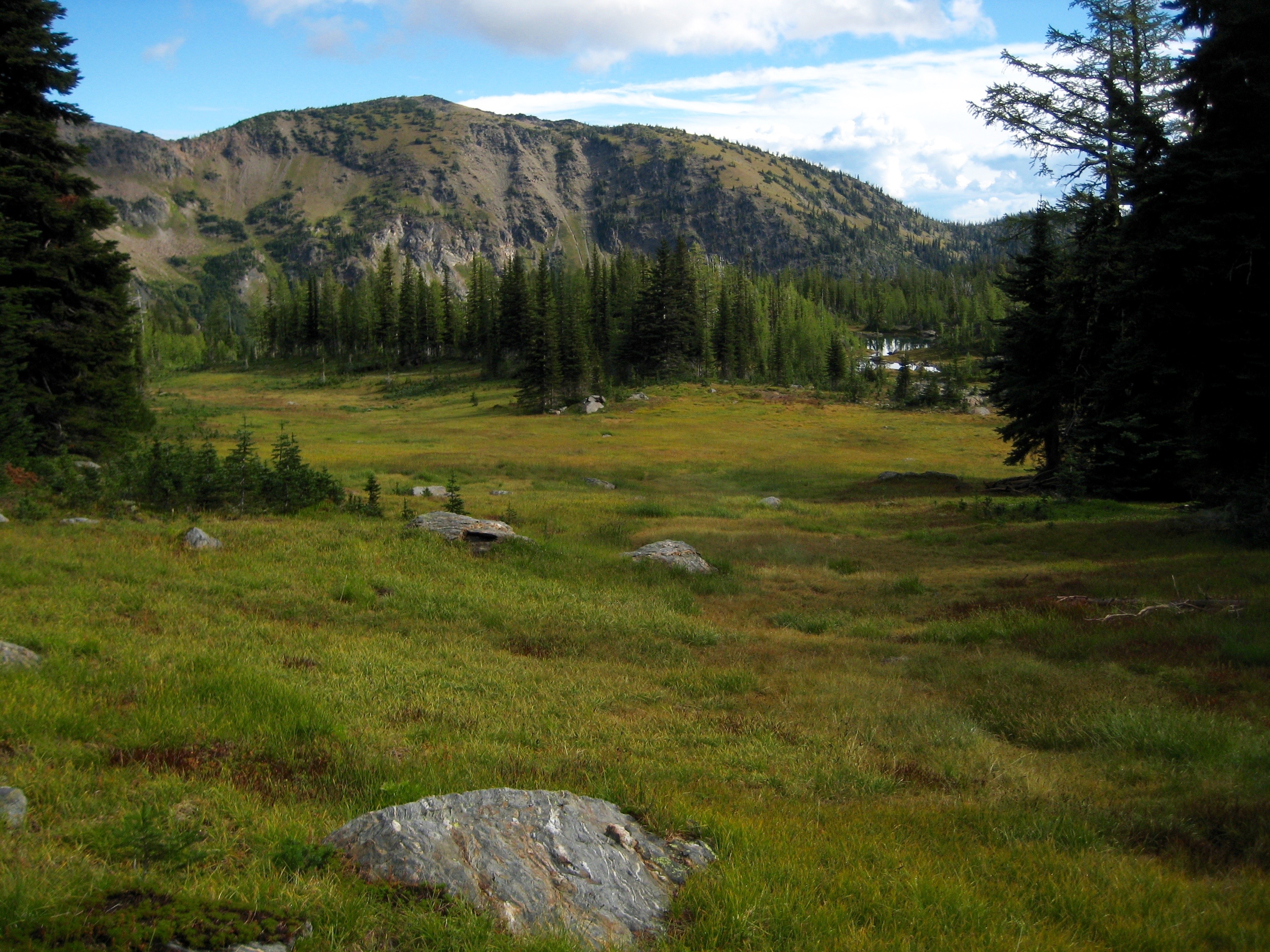 green grass in Larch Lake Meadow with the Chiwaukum Mountains in the background in the Alpine Lakes Wilderness 