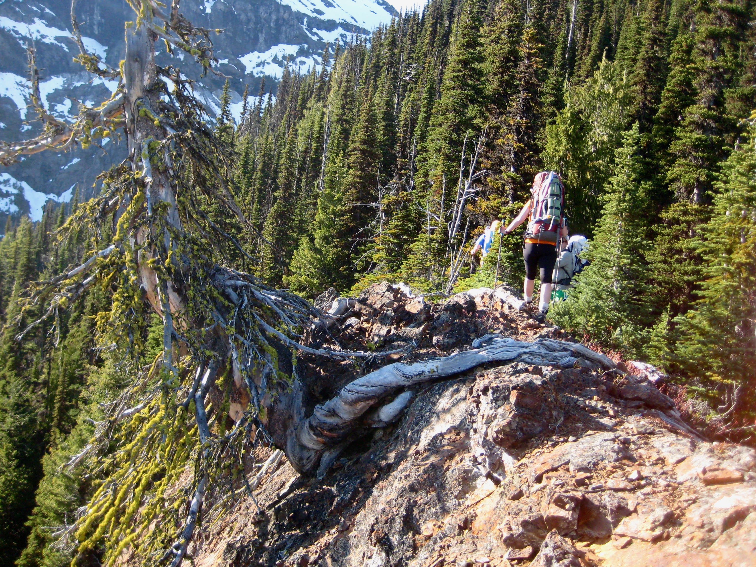 mountain climbers passing a gnarly tree on the rocky ridge leading toward Silvertip Mountain in the Sumallo Mountains BC Canada 