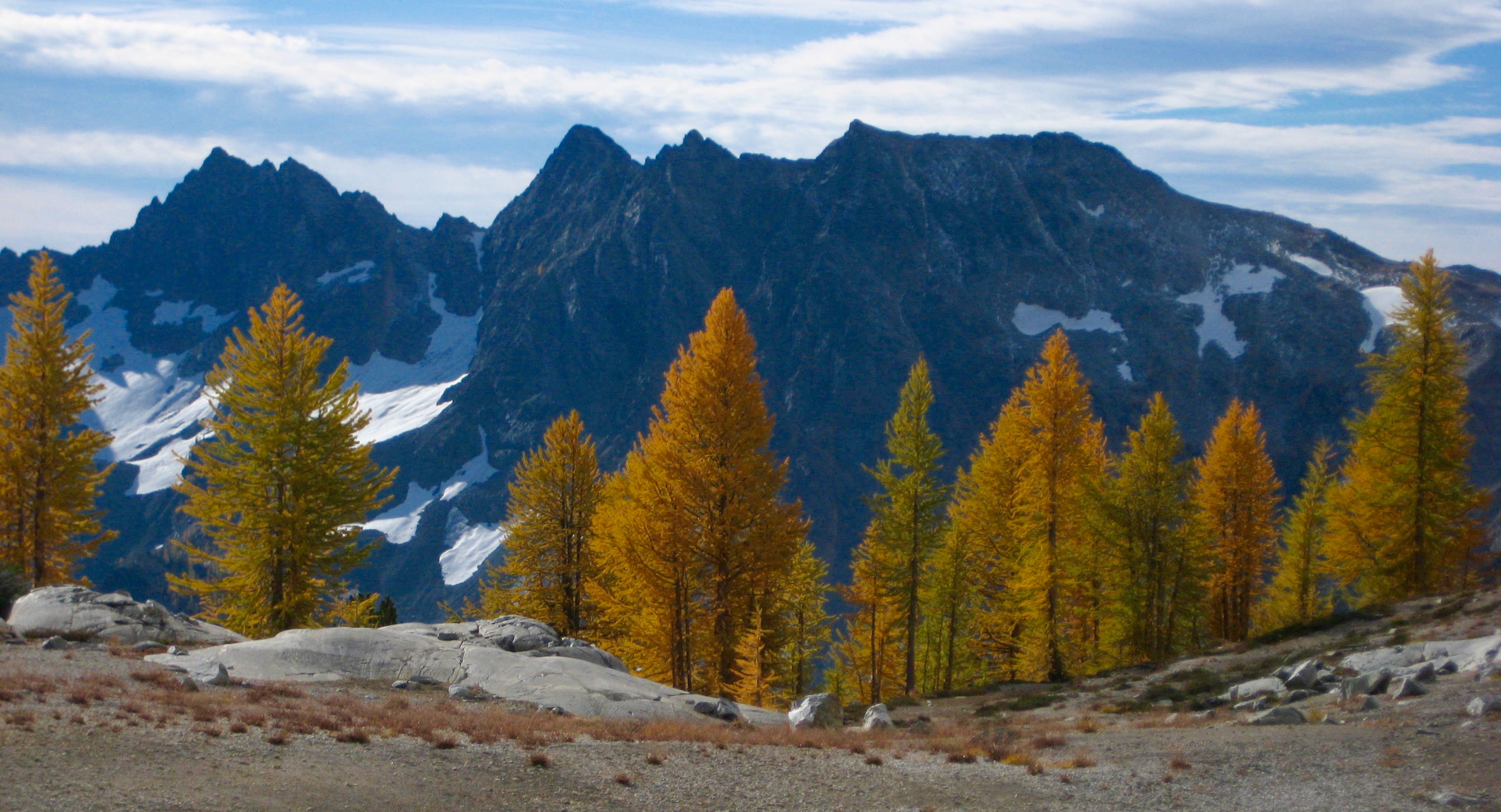 Golden larch trees with granite rock slabs at Ice Lakes in the Entiat Mountains