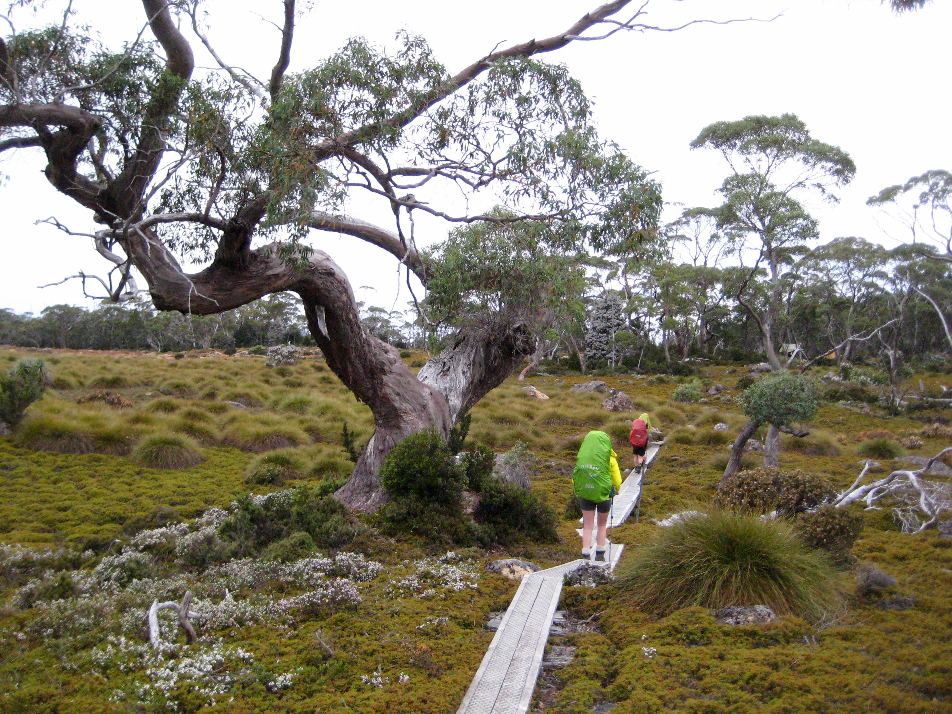 hikers Traversing Moorland To Windermere Hut on the Overland Track