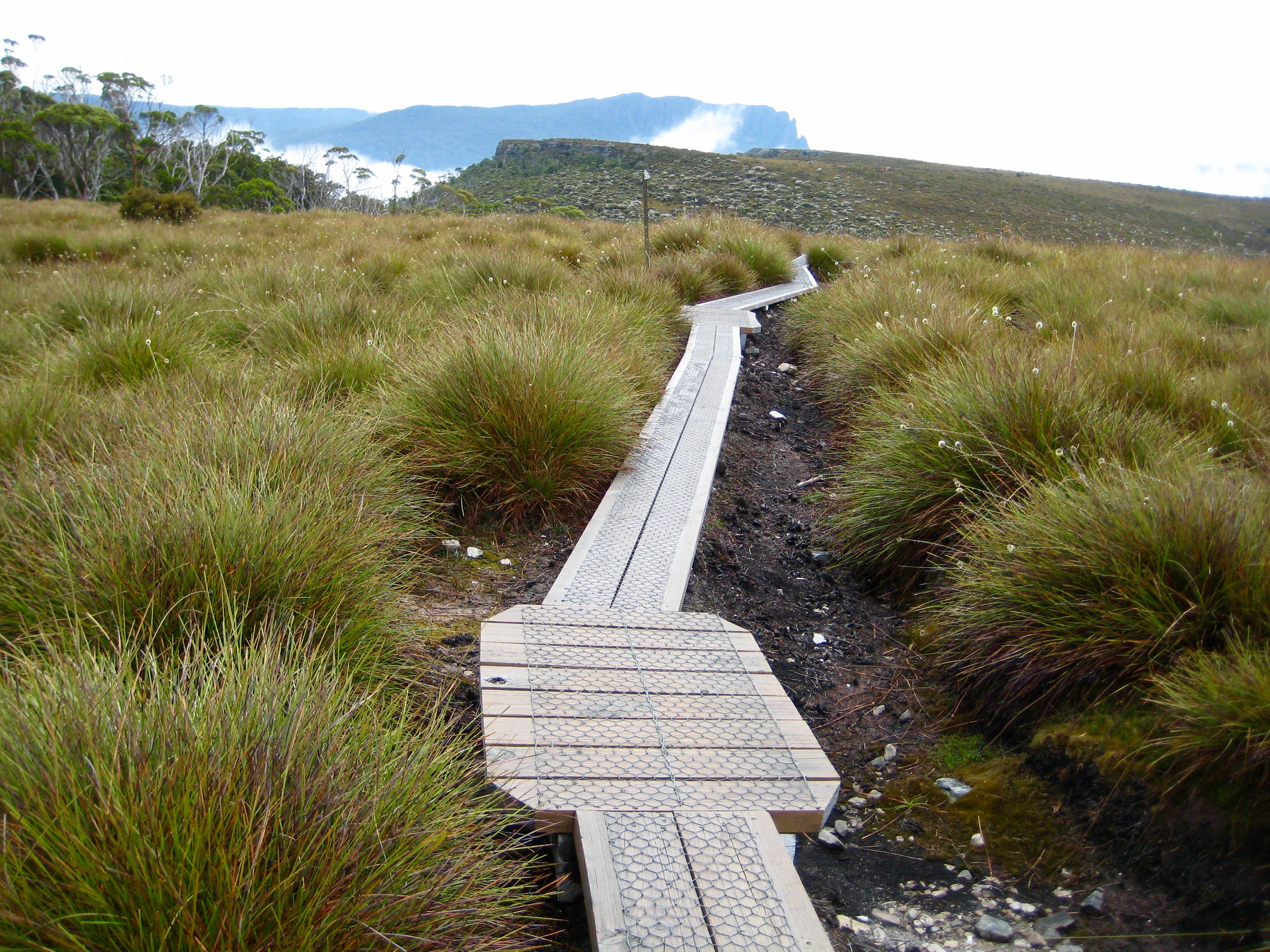 Overland Track Thru High Moorland