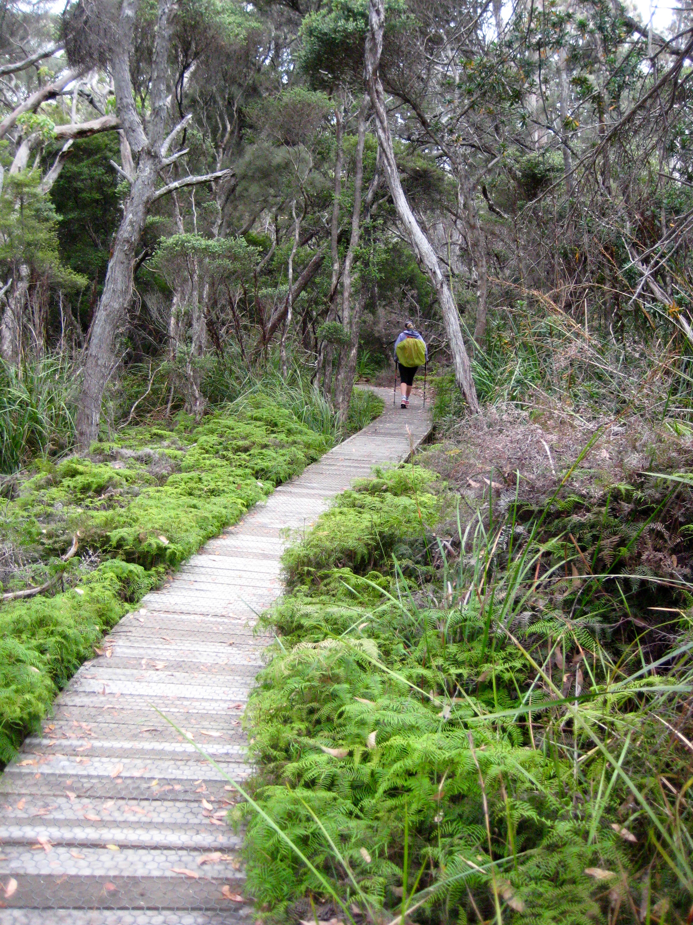 boardwalk trail curving through green ferns on Cape Pillar on the Three Capes Track in Tasmania