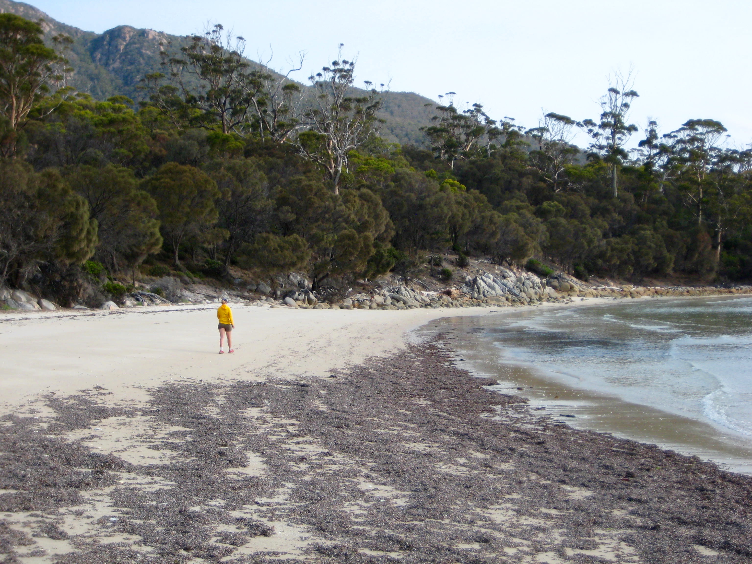 hiker strolling in the sandy beach on Hazards Beach in Tasmania's Freycinet National Park with treed ocean shoreline