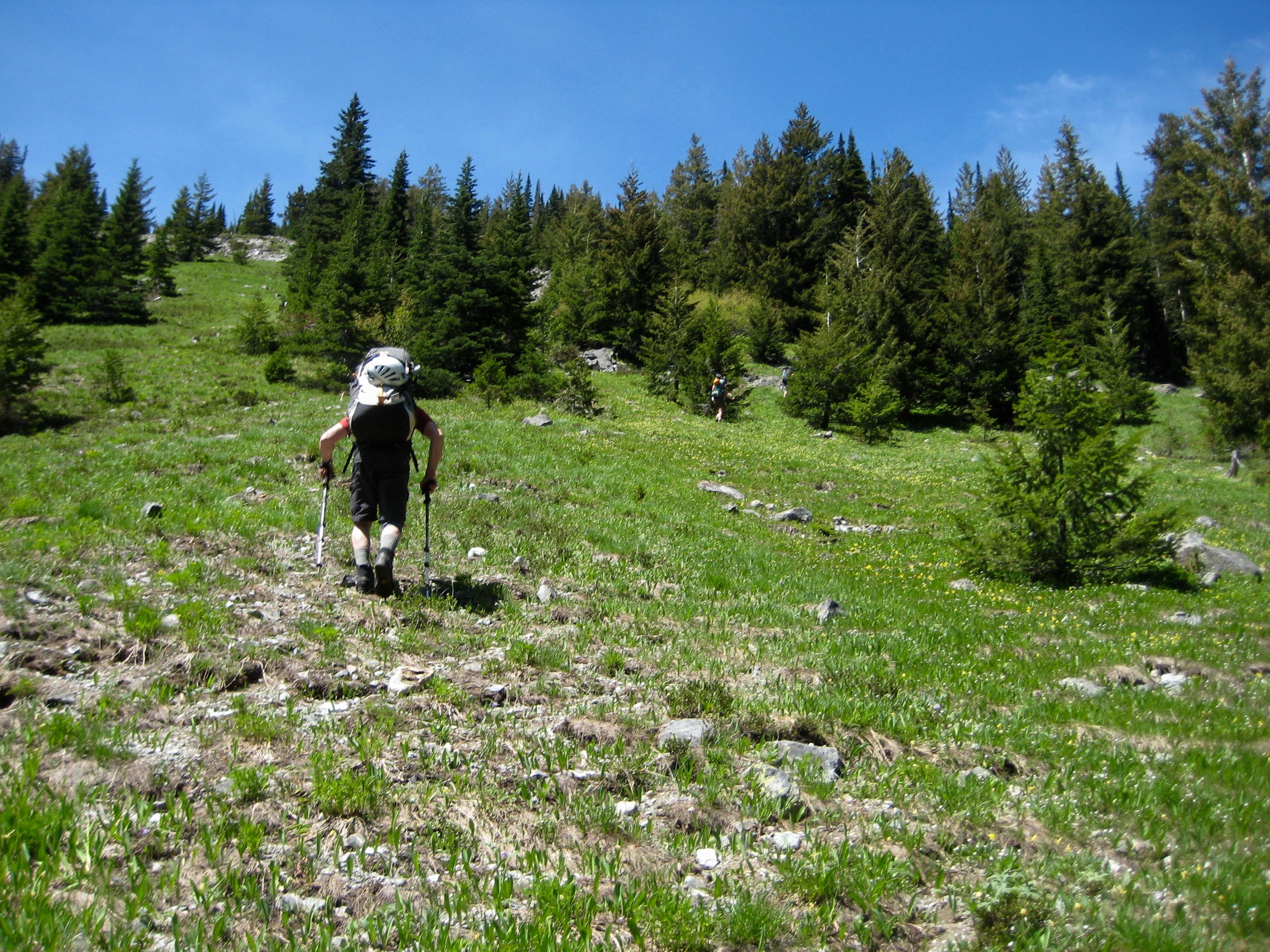 mountain climbers ascending grassy slope and evergreen trees leading to Robinson Mountain in the Pasayten Wilderness