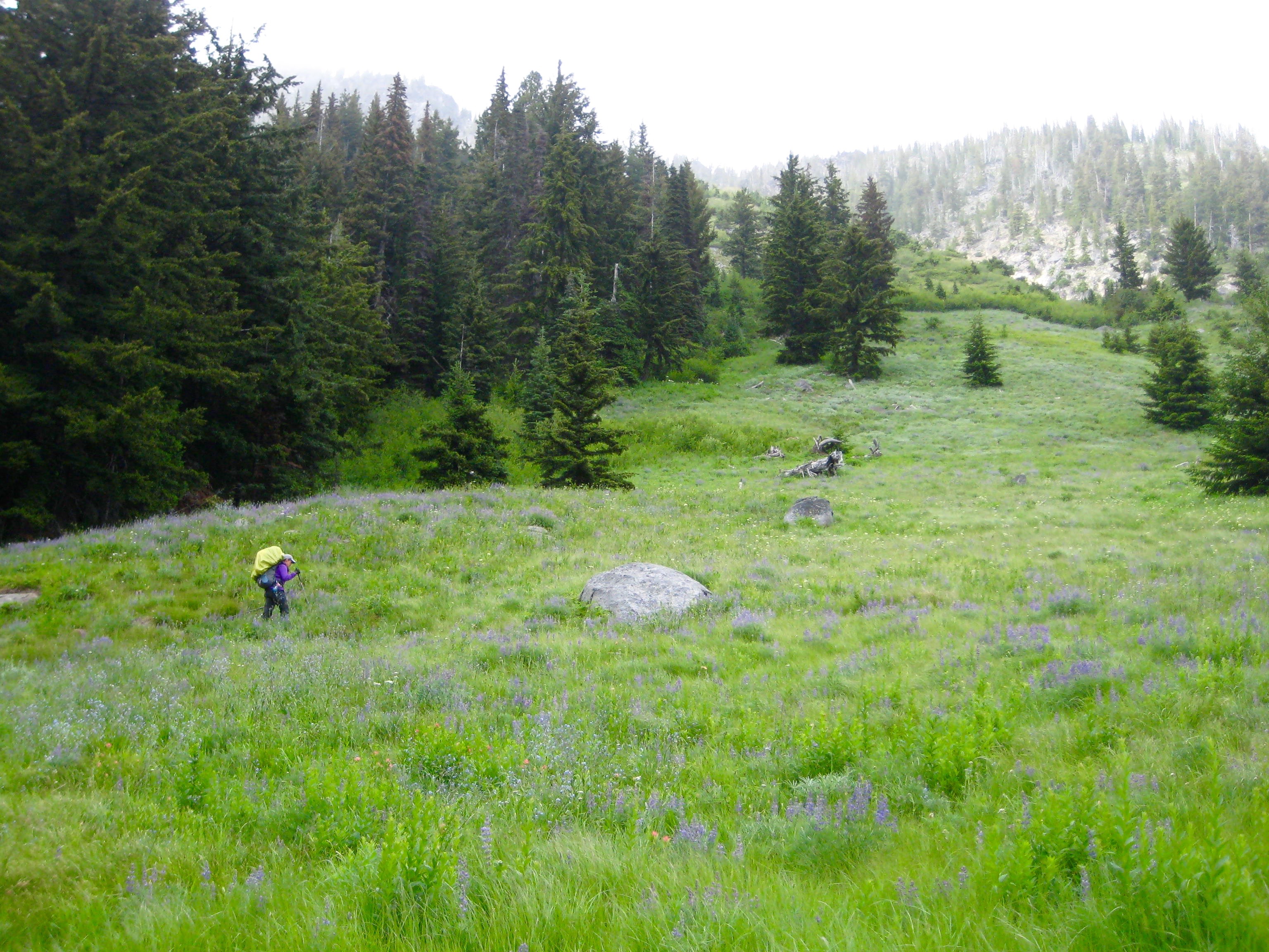 mountain climber hiking up grassy slope in the Icicle Mountains