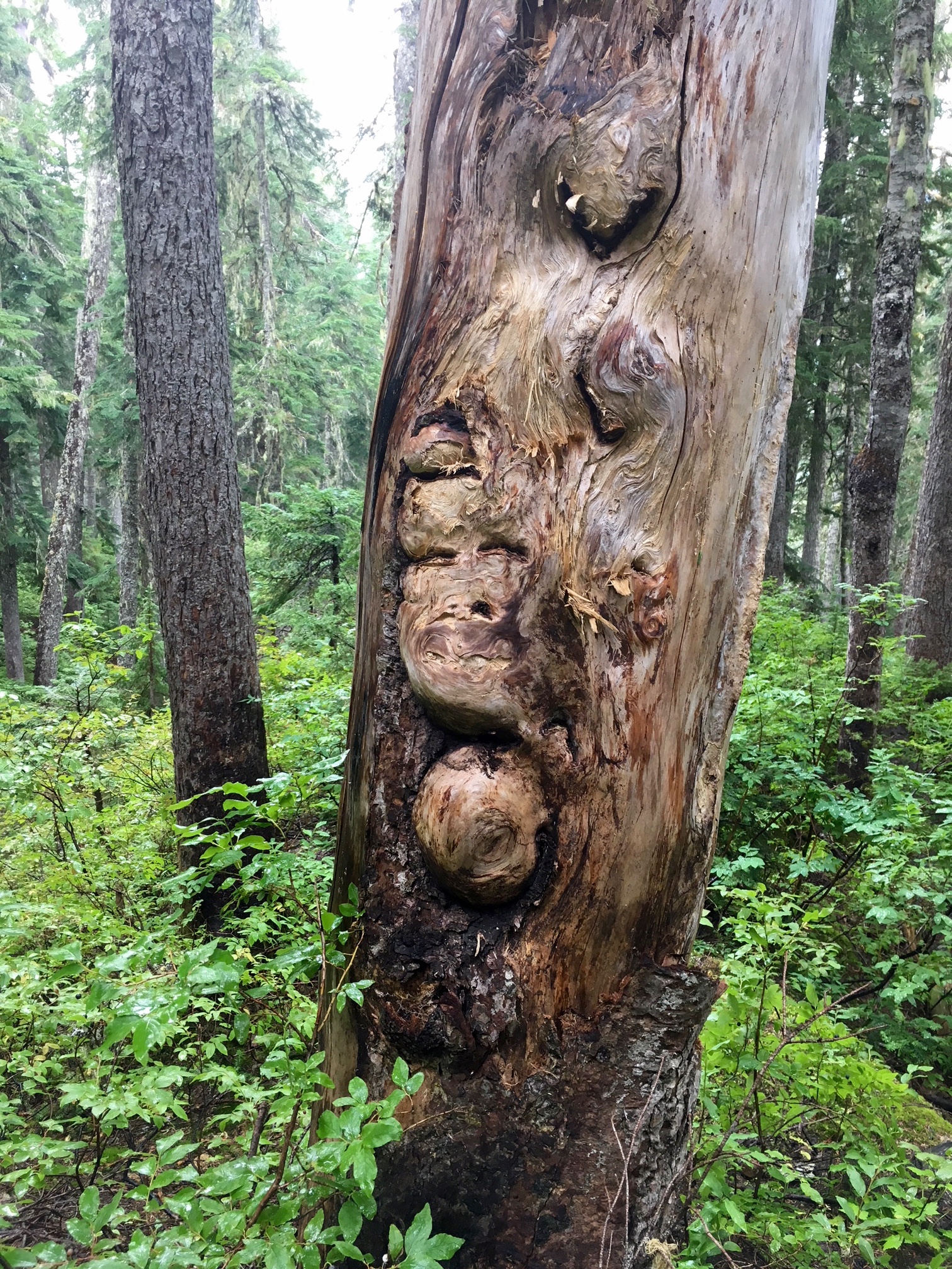 narly tree on the Chilliwack River with numbs that look like a face