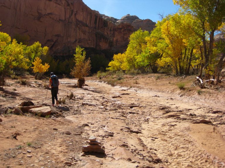 Hikers walk through Horseshoe Canyon amid gold-leaf trees in Canyonlands National Park in Utah