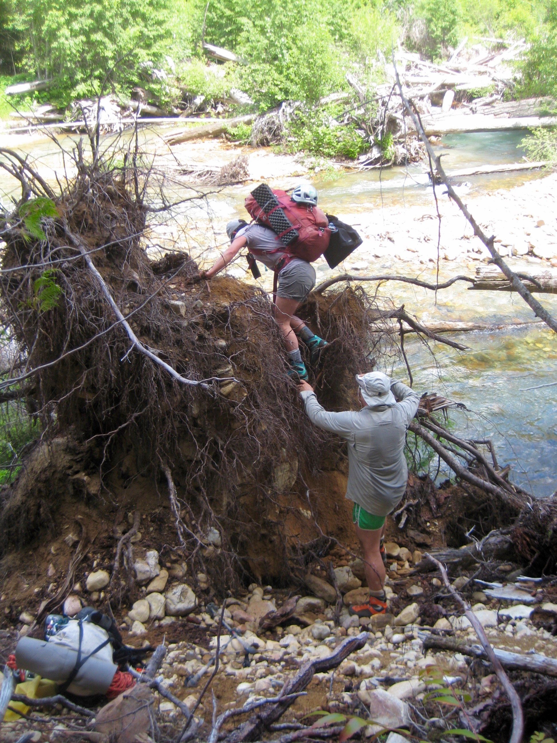 Mountain climbers scrambling over root ball allowing access to McAllister Traverse aka Inspiration Traverse in the North Cascades