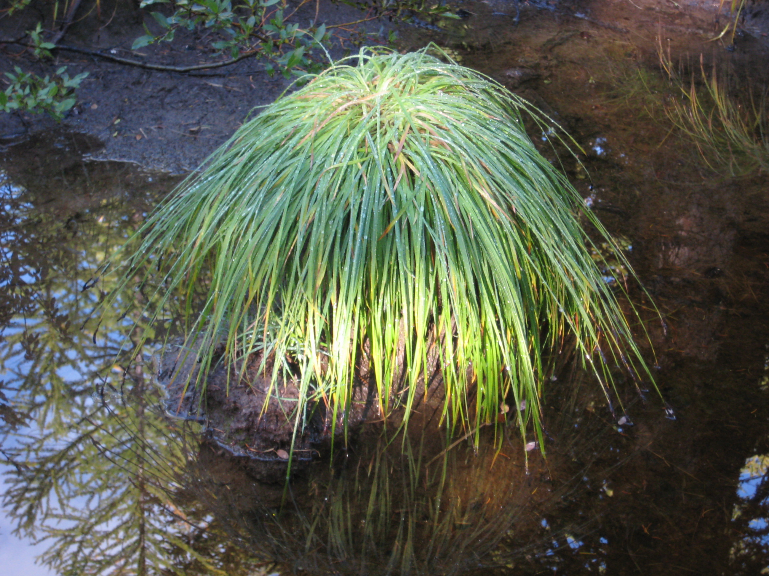 Grassy Clump At Lower Martin Lake in the Sawtooth Mountains