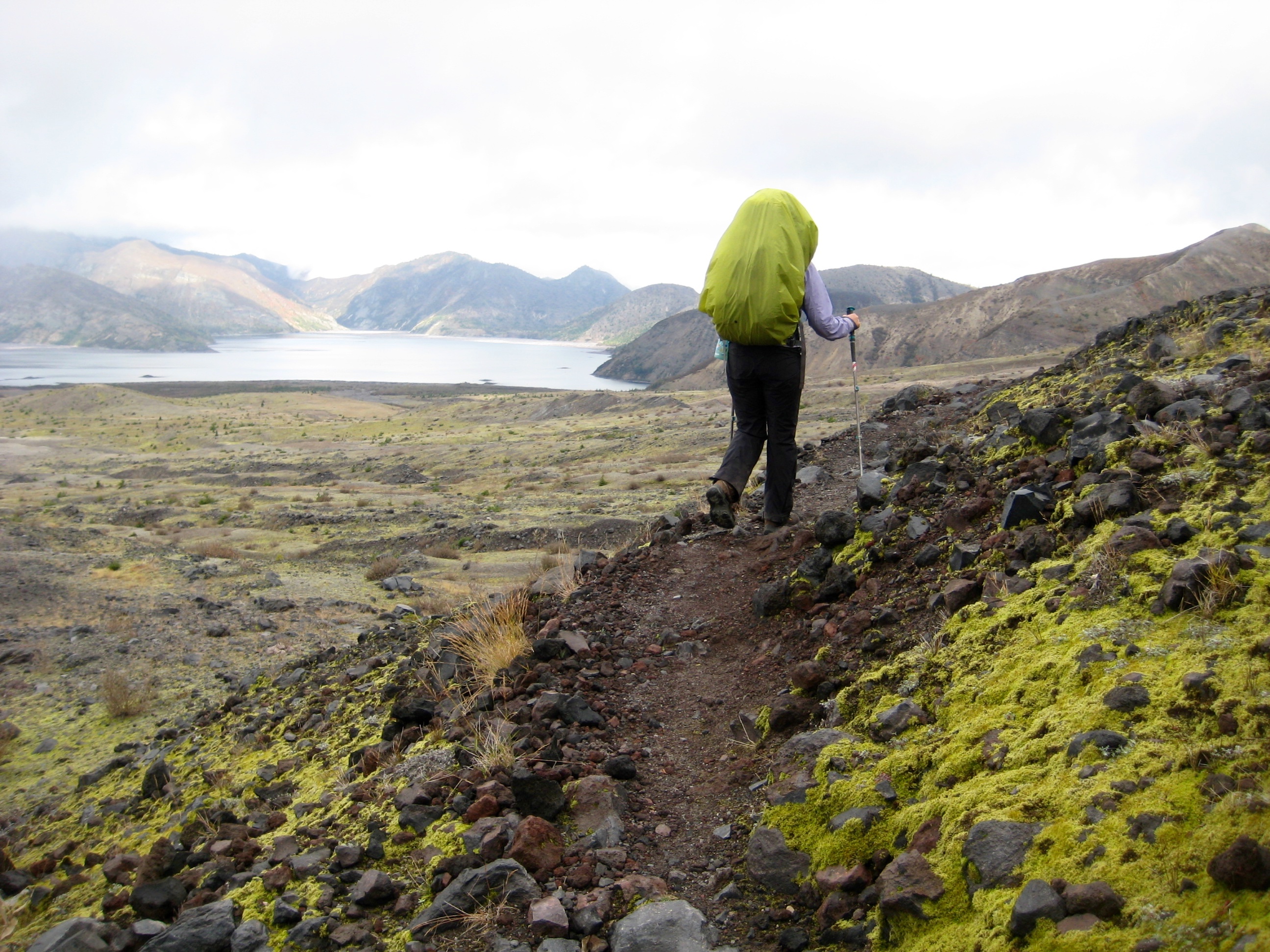 Hiker on the Loowit Trail Circuit hiking past Spirit Lake and Pumice Plain with yellow grasses in the foreground