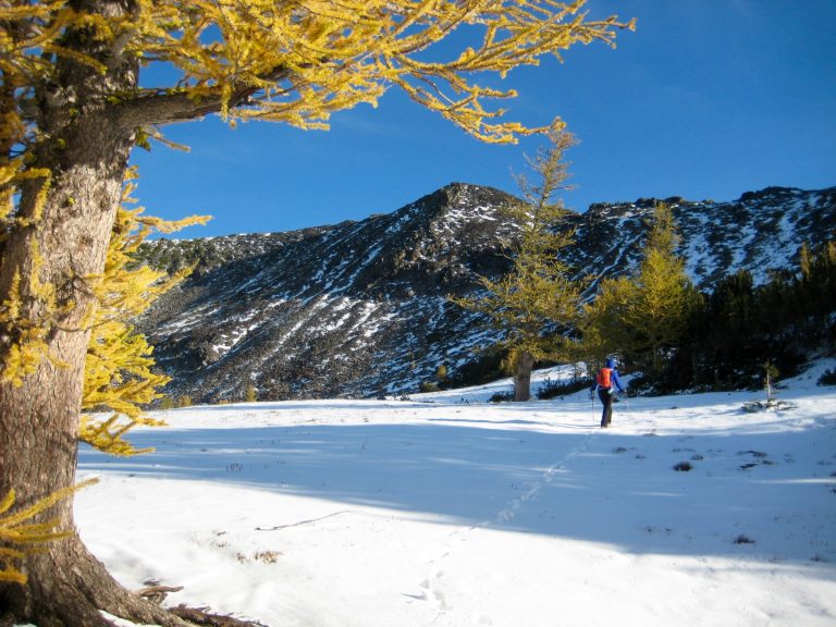 Big Jim Mountain with snow and golden larch trees in the foreground