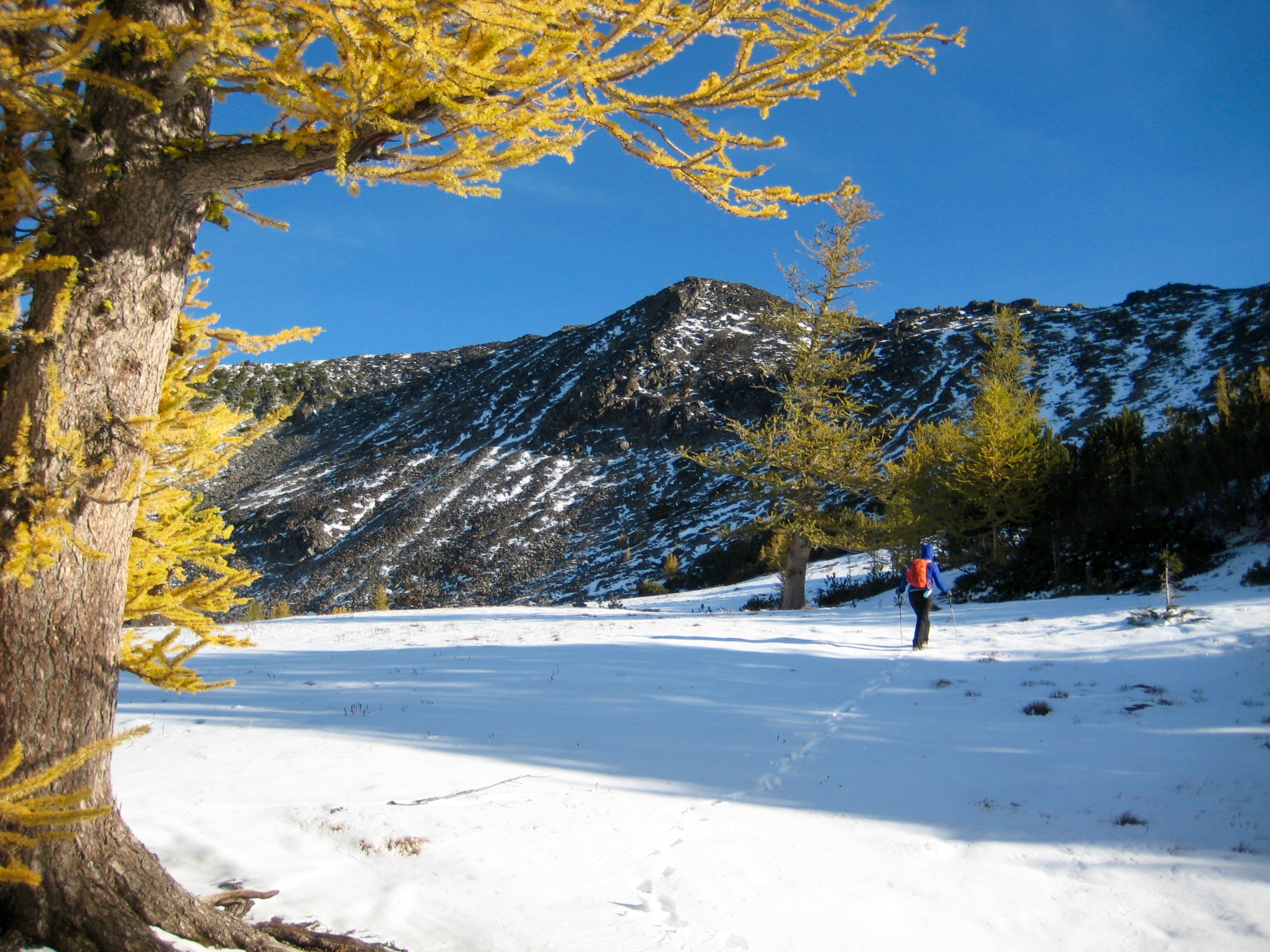 Big Jim Mountain with snow and golden larch trees in the foreground