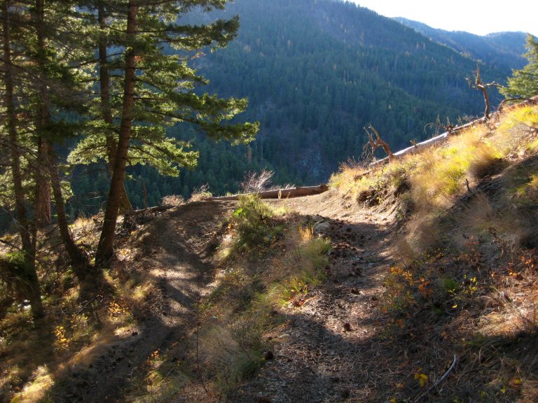 Sunny Switchback with fall grasses and evergreen trees during East Devil Bike Loop on Devils Gulch Trail in the Lower Wenatchee Mountains