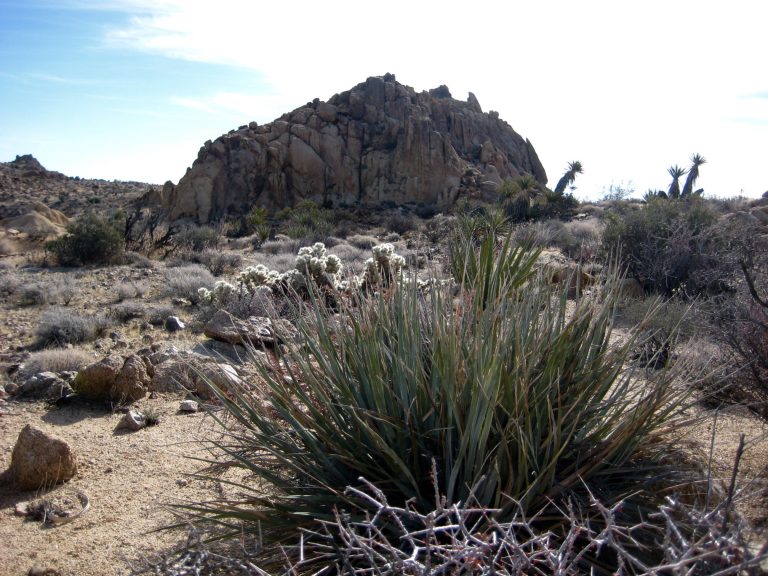 A jumble of granite blocks forms the summit of Mastodon Peak in Joshua Tree National Park