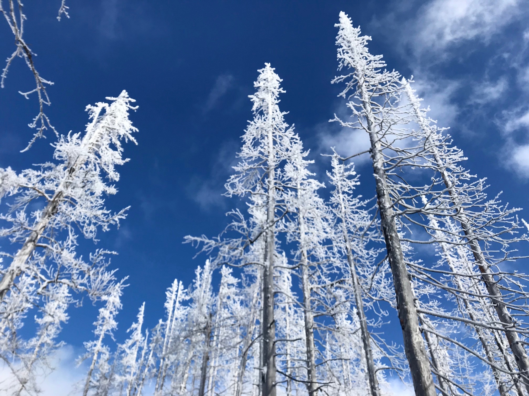 looking up on snow flocked trees on the Tronsen Head Ski Loop in the Lower Wenatchee Mountains