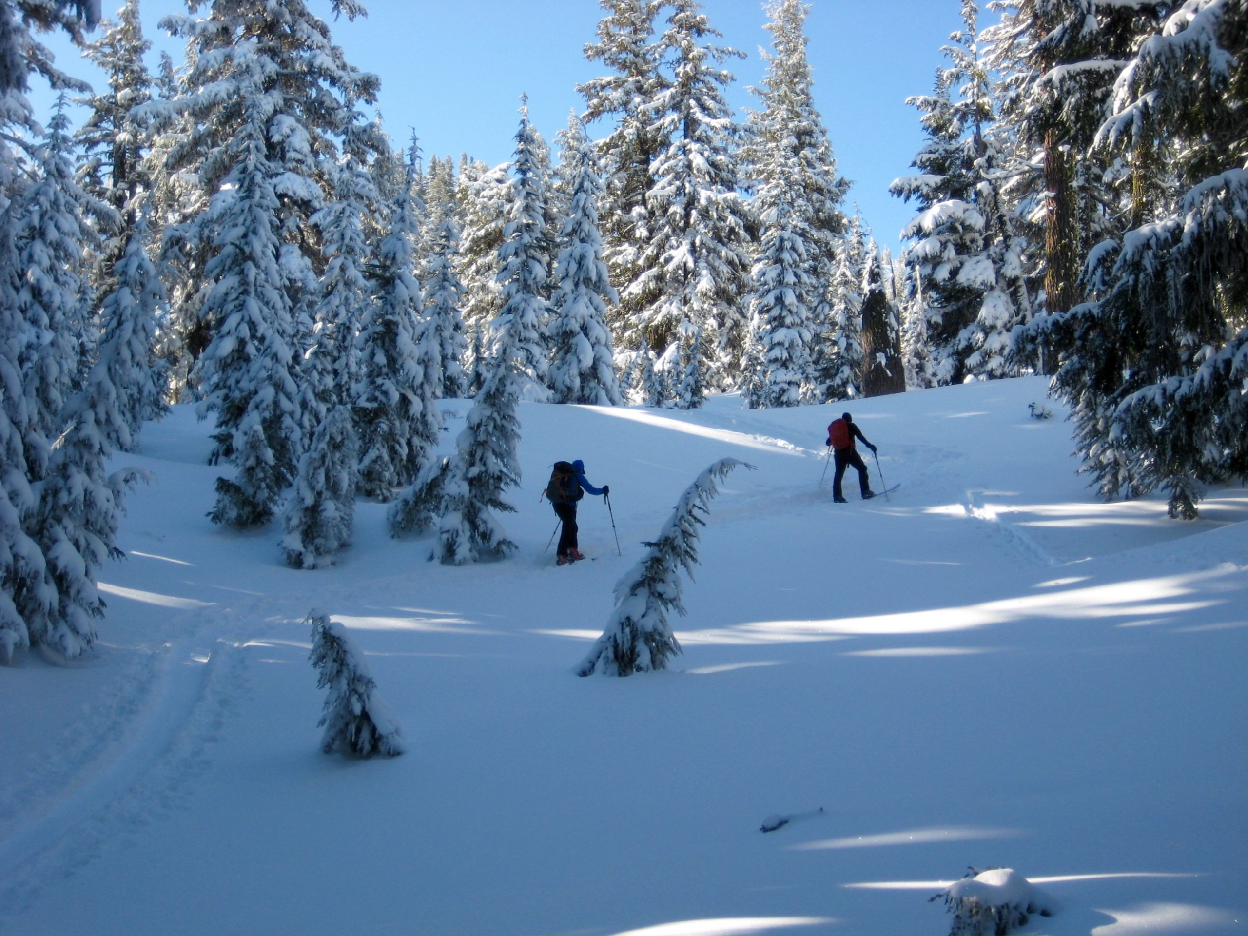 Skiers skinning up through the forest towards Tam RIm