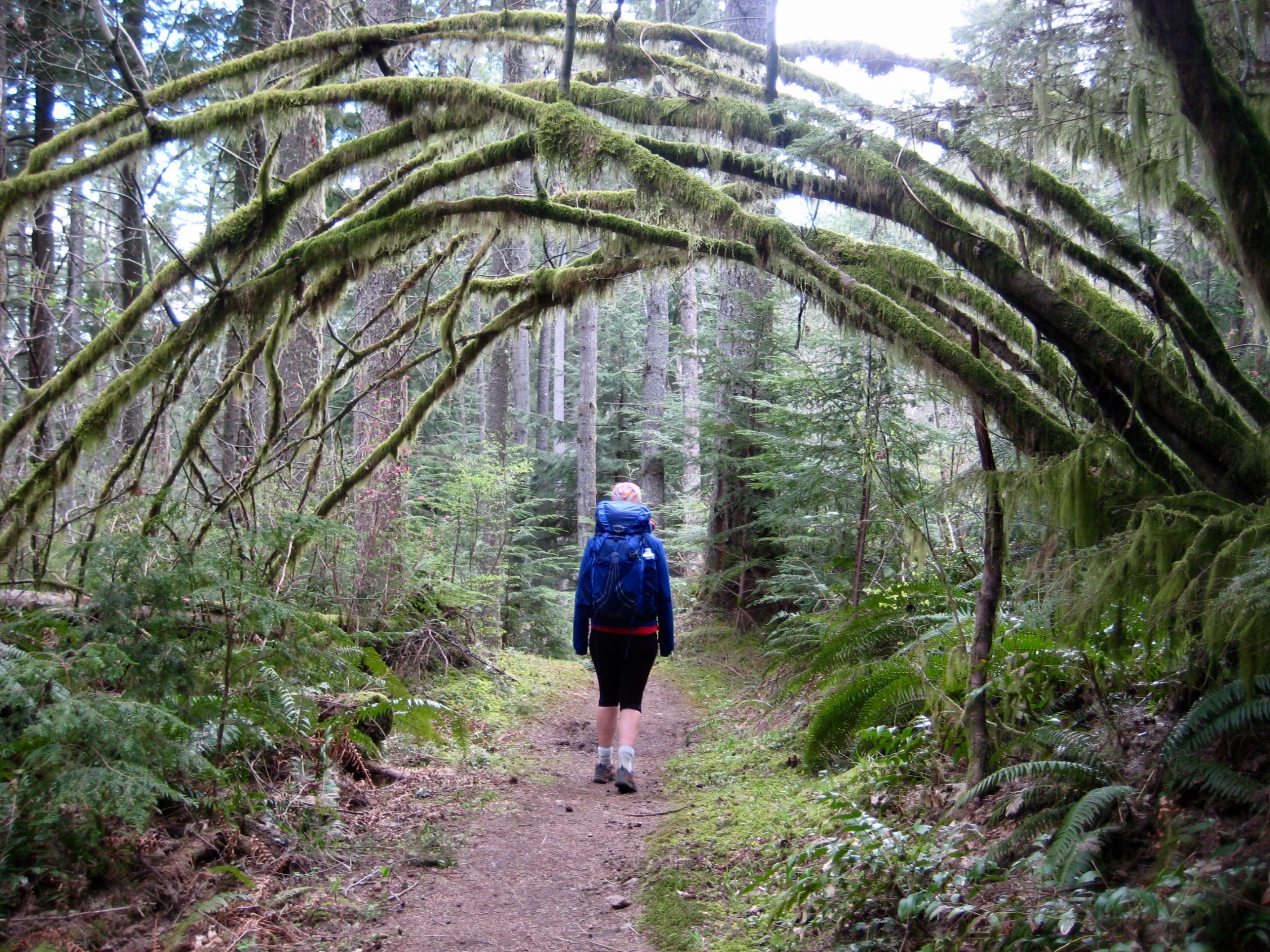 A lone hiker walks down a trail under an arch of tree branches during the Issaquah Alps Grand Traverse marathon hike