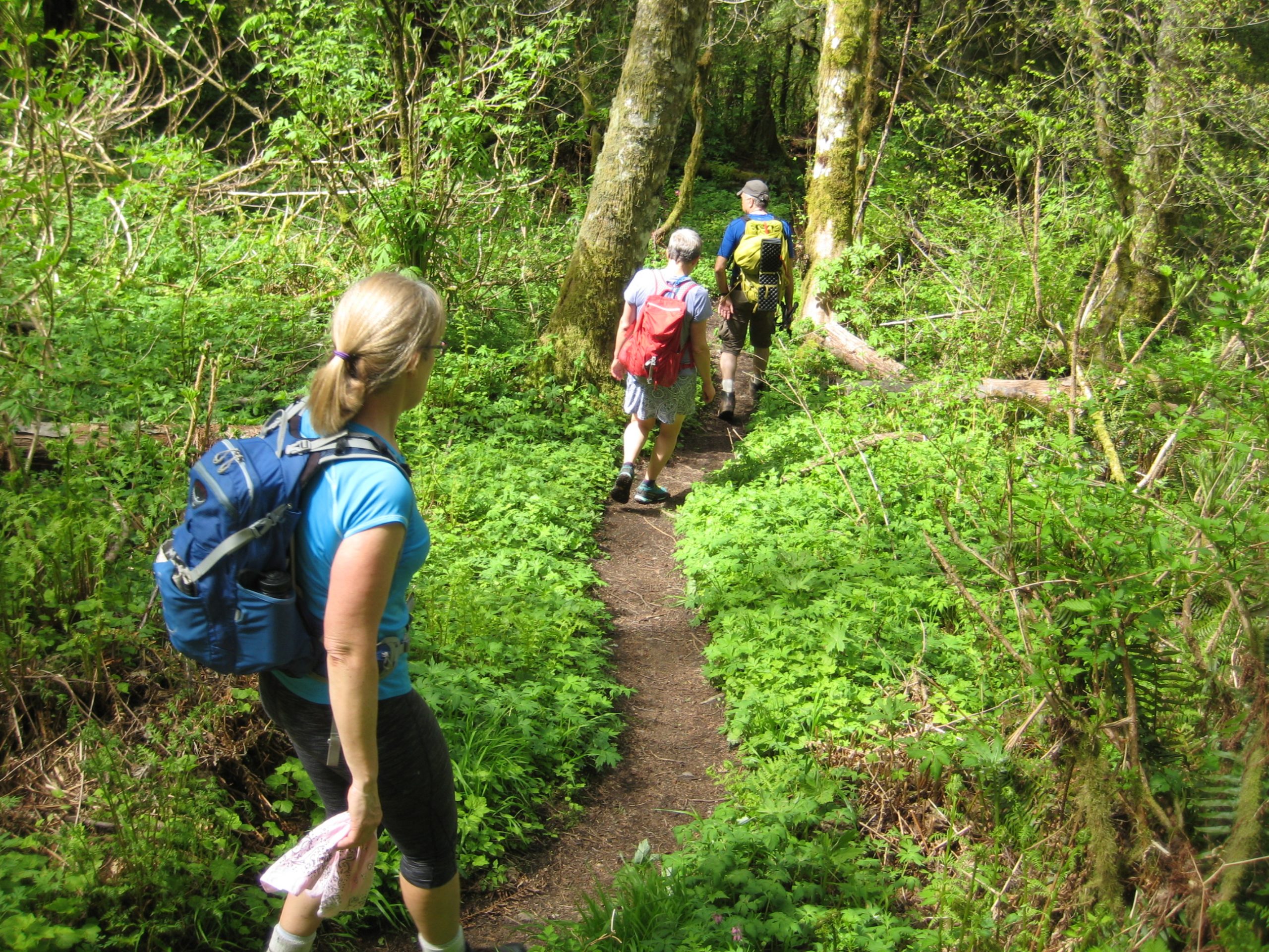Three hikers walk along fern-lined trail during Tiger Mountain Trail Traverse in Issaquah Alps