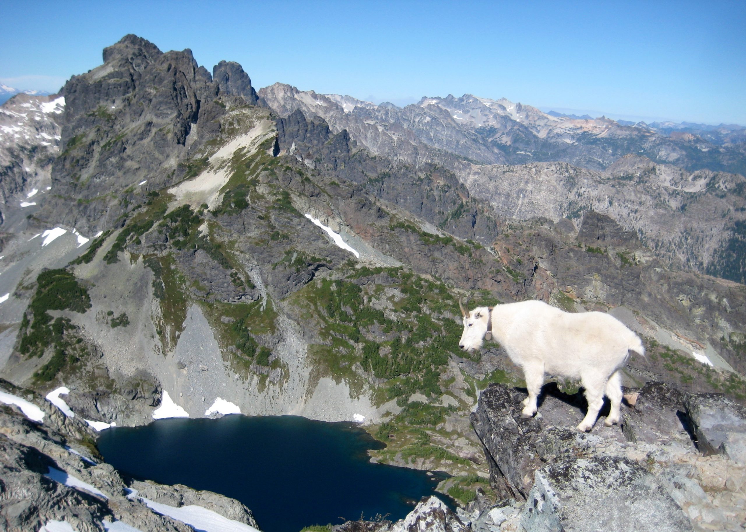 A female mountain goat stands atop Chikamin Peak overlooking Lemah Mountain and Chikamin Lake
